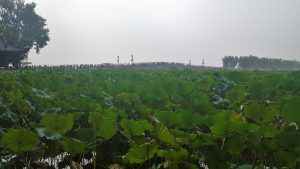 West Lake Lotus Flowers Hangzhou China