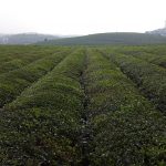 Tea Field Guizhou Tongren China