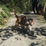 Zhangjiajie National Forest Park China Golden Monkey