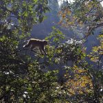Zhangjiajie National Forest Park China Golden Monkey