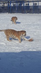 Harbin China Siberian Tiger Park