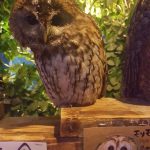 Tokyo Animal Cafe Owl