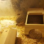 Tokyo Animal Cafe Hedgehogs