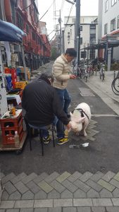 Tokyo Japan Pig Drinking Beer