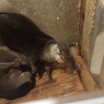 Tokyo Animal Cafe Otters