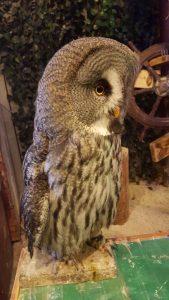 Tokyo Animal Cafe Owl