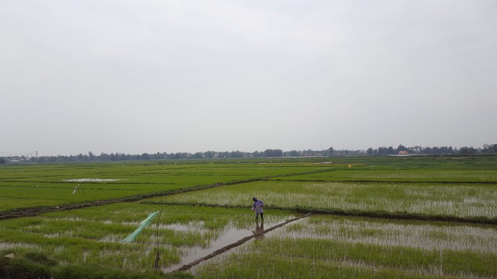 Hoi An Central Vietnam Rice Fields